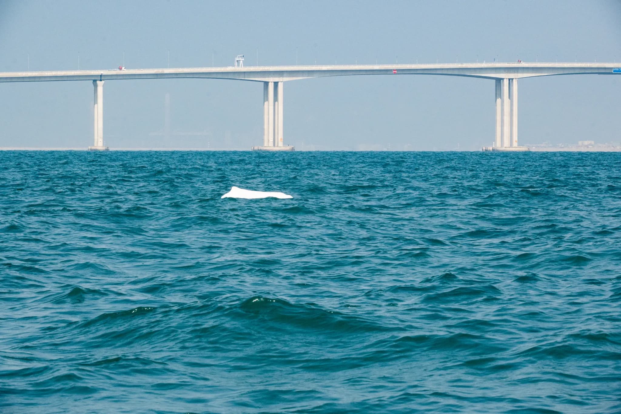 DSC_4508.webp